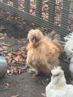 Zijdehoen haan, Dieren en Toebehoren, Mannelijk, Kip