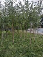 Knotwilgen salix alba salix chermesina, Bloeit niet, Overige soorten, 100 tot 250 cm, Ophalen