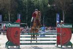 Talentvol springpaard, Dieren en Toebehoren, Paarden, Ruin, 170 tot 175 cm, Springpaard, 7 tot 10 jaar