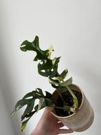 Monstera Tetrasperma Variegata, Huis en Inrichting, Kamerplanten, Overige soorten, Minder dan 100 cm, Halfschaduw, Ophalen