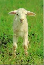 Dieren- -Lammetje. (ansichtkaart)., Verzenden, 1980 tot heden, Ongelopen, Overige soorten