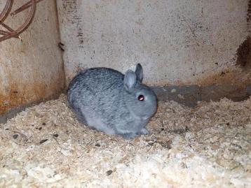 Te koop jong dwergkonijn rammetje beschikbaar voor biedingen