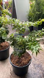 Japanse esdoorn mikawa yatsubusa, Tuin en Terras, Planten | Tuinplanten, Ophalen, Overige soorten, Halfschaduw