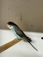 40,00 voor 4 vogels in mutatie, Meerdere dieren, Parkiet