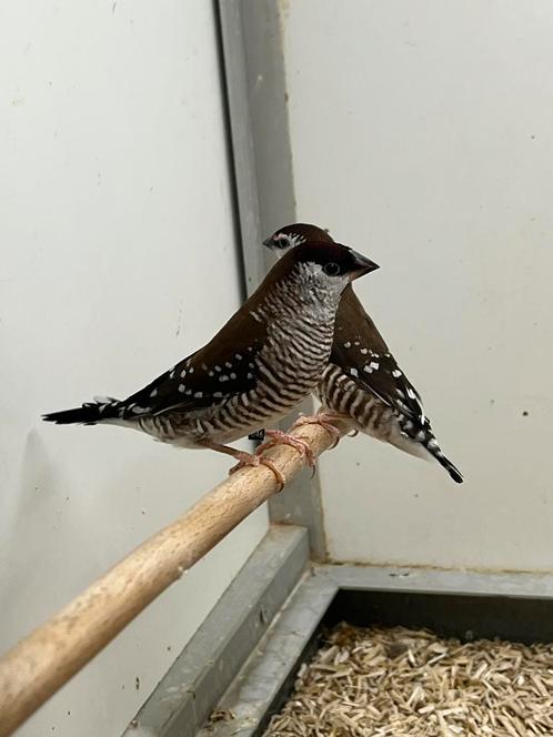 1-1 CeresAmadine 2025 onw, Dieren en Toebehoren, Vogels | Overige Vogels, Tropenvogel, Meerdere dieren, Geringd