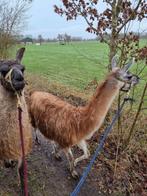 2  makke lama ruinen uit het circus, Dieren en Toebehoren, Overige Dieren