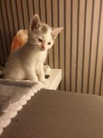 Turkse Van poes 4 maanden oud, Poes, Kortharig, 0 tot 2 jaar
