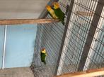 1-1 Roestkop caique 2025 gele dij onverwant, Dieren en Toebehoren, Vogels | Parkieten en Papegaaien, Meerdere dieren, Papegaai