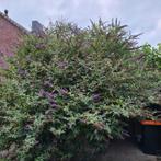 Vlinderboom  gratis, Tuin en Terras, Planten | Bomen, Ophalen, Volle zon, Overige soorten, 250 tot 400 cm