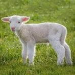 Fleslam paplam ooitje gezocht, Dieren en Toebehoren, Februari, Vrouwelijk