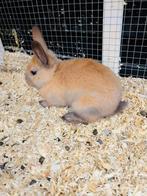 Lieve handtamme baby konijnen te koop, Dieren en Toebehoren, Meerdere dieren, Middelgroot, 0 tot 2 jaar