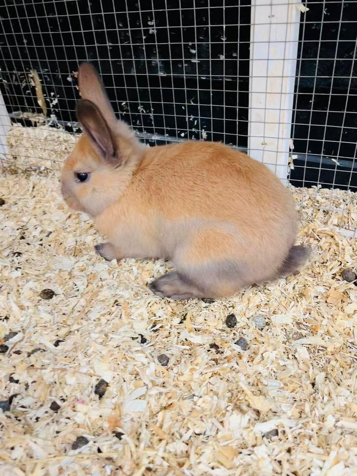 Lieve handtamme baby konijnen te koop, Dieren en Toebehoren, Konijnen, Middelgroot, Meerdere dieren, 0 tot 2 jaar
