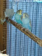 Super jonge grasparkietjes / grasparkiet / grasparkieten, Dieren en Toebehoren, Vogels | Parkieten en Papegaaien, Meerdere dieren