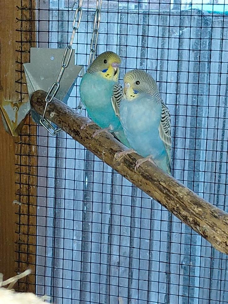 Super jonge grasparkietjes / grasparkiet / grasparkieten, Dieren en Toebehoren, Vogels | Parkieten en Papegaaien, Parkiet, Meerdere dieren