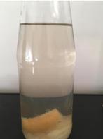 Entportie azijnaaltjes, Vis, Zoetwatervis