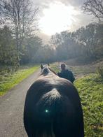 Gezocht: stalling Heemskerk/Castricum/Uitgeest e.o., Dieren en Toebehoren, Stalling en Weidegang, Stalling