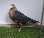 Prachtig koppel kleurpostduiven gimpel pale postduif duif, Dieren en Toebehoren, Vogels | Duiven, Meerdere dieren, Postduif
