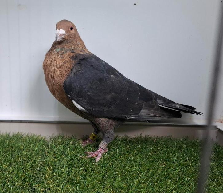 Prachtig koppel kleurpostduiven gimpel pale postduif duif, Dieren en Toebehoren, Vogels | Duiven, Postduif, Meerdere dieren