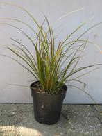 Carex Testacea prairie fire, siergrassen planten, Volle zon, Vaste plant, Siergrassen, Ophalen of Verzenden