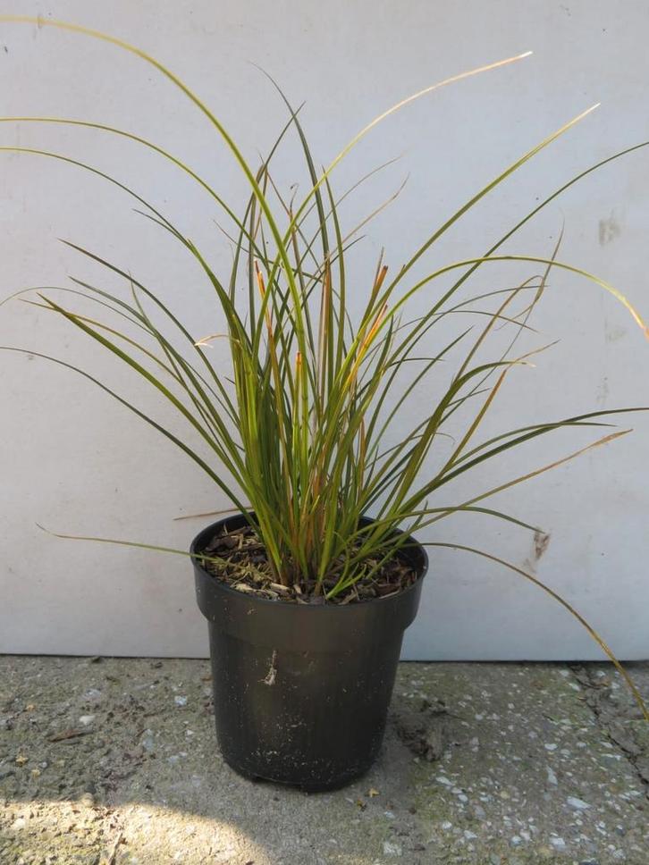 Carex Testacea prairie fire, siergrassen planten, Tuin en Terras, Planten | Tuinplanten, Vaste plant, Siergrassen, Volle zon, Zomer