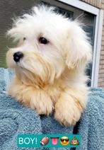 Sociale Maltezer pups, Dieren en Toebehoren, Honden | Chihuahua's en Gezelschapshonden, België, Maltezer, Particulier, Rabiës (hondsdolheid)
