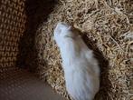 Jonge cavia beertje., Dieren en Toebehoren, September, Mannelijk, Cavia