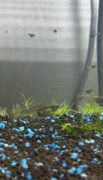 Endler Guppies, Dieren en Toebehoren, Vissen | Aquariumvissen, Vis