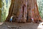 Giant Sequoia zaadjes, Ophalen of Verzenden, Gehele jaar, Zaad