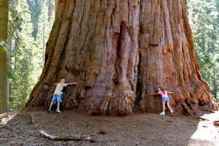 Giant Sequoia zaadjes, Tuin en Terras, Bloembollen en Zaden, Zaad, Gehele jaar, Ophalen of Verzenden
