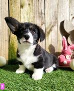 Welsh Corgi Cardigan pups Belgisch, Dieren en Toebehoren, Rabiës (hondsdolheid), Meerdere, 8 tot 15 weken, Meerdere dieren