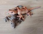 STOFFEN HAGEDISSEN MET ZAND GEVULD-SALAMANDER-GEKKO, Verzenden, Zo goed als nieuw, Reptiel of Amfibie, Overige typen