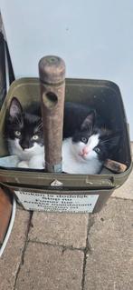 Kittens, Dieren en Toebehoren, Katten en Kittens | Overige Katten, Kater, Kortharig, 0 tot 2 jaar