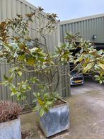 Magnolia boom in pot, Tuin en Terras, Planten | Bomen, Overige soorten, Lente, 100 tot 250 cm, Ophalen