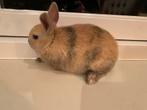 Lieve jonge mannetjeskonijnen te koop., Dieren en Toebehoren, Konijnen, Mannelijk