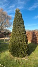 Taxus Baccata, Tuin en Terras, Ophalen, Bloeit niet, Halfschaduw, Overige soorten