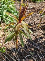 GRATIS SCHEUTEN Euphorbia griffithii ‘Fireglow, Ophalen, Zomer, Volle zon