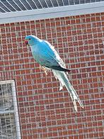 Blauwe opaline / witkopwistaart halsbandparkiet, Dieren en Toebehoren, Vrouwelijk, Parkiet, Geringd