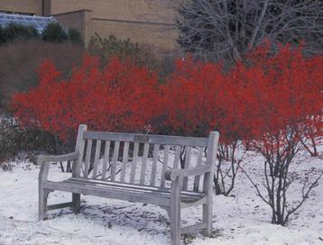ruim 2 meter hoge Winterbes Ilex verticillata met Bestuiver beschikbaar voor biedingen