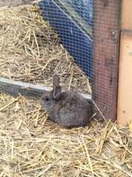 5 konijntjes, Dieren en Toebehoren, Meerdere dieren, Dwerg