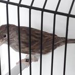 kanarie bruin wit, Dieren en Toebehoren, Vogels | Kanaries, Mannelijk, Kleurkanarie