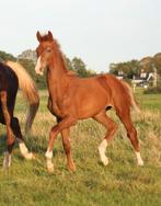 Super knap en goed bewegend hengstveulen!, Dieren en Toebehoren, Paarden, Minder dan 160 cm, Dressuurpaard, 0 tot 2 jaar, Hengst