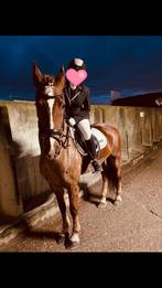 Verzorgpony gezocht!!!!, Ophalen of Verzenden, Zo goed als nieuw