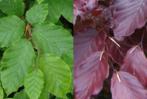Fagus sylvatica  groene en rode beuken haagbeuken 🌿🍁, Tuin en Terras, Planten | Struiken en Hagen, Beukenhaag, Ophalen of Verzenden