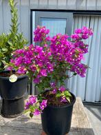 Prachtige bougainvillea op stam in pot aangeboden!!, Volle zon, Vaste plant, Zomer, Ophalen