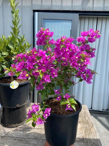 Prachtige bougainvillea op stam in pot aangeboden!! beschikbaar voor biedingen