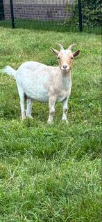 Dwerggeit, Dieren en Toebehoren, Schapen, Geiten en Varkens, Vrouwelijk, Geit