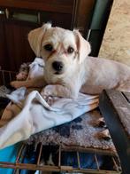 Lieve Zilvi zoekt een baasje!, Rabiës (hondsdolheid), 15 weken tot 1 jaar, Handelaar, Buitenland