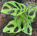 Monstera Adansonii Indonesian Marble #4, Huis en Inrichting, Kamerplanten, Overige soorten, Minder dan 100 cm, Groene kamerplant