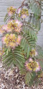 Albizia Chocolate Fountain / Nieuw !! / treur slaapboom, Tuin en Terras, In pot, Zomer, Volle zon, Treurboom