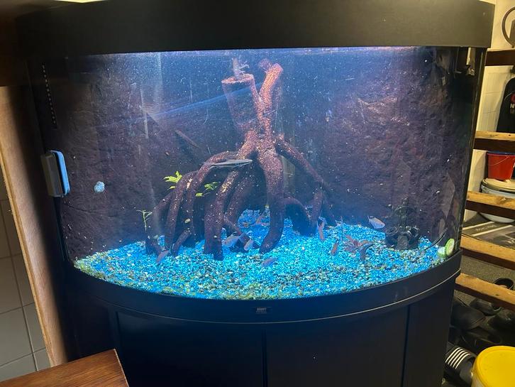 Juwel trigon 190 aquarium met inhoud en toebehoren, Dieren en Toebehoren, Vissen | Aquaria en Toebehoren, Gevuld zoetwateraquarium